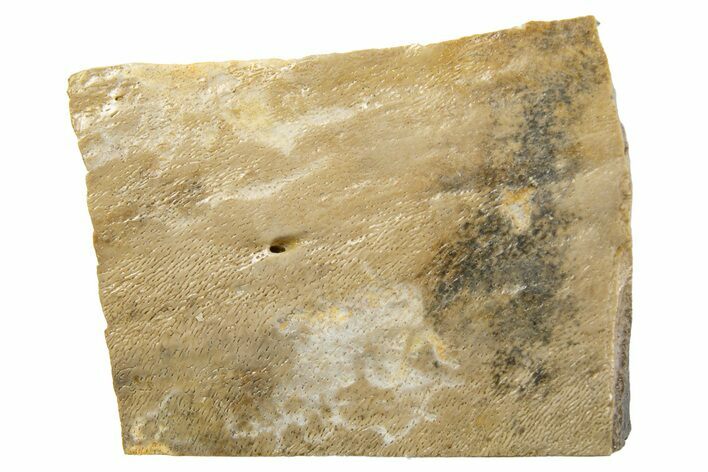 Fossil Tyrannosaur (T rex) Bone Section - Wyoming #313947